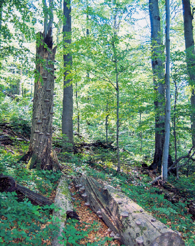 Primeval Forest in Poloniny National Park